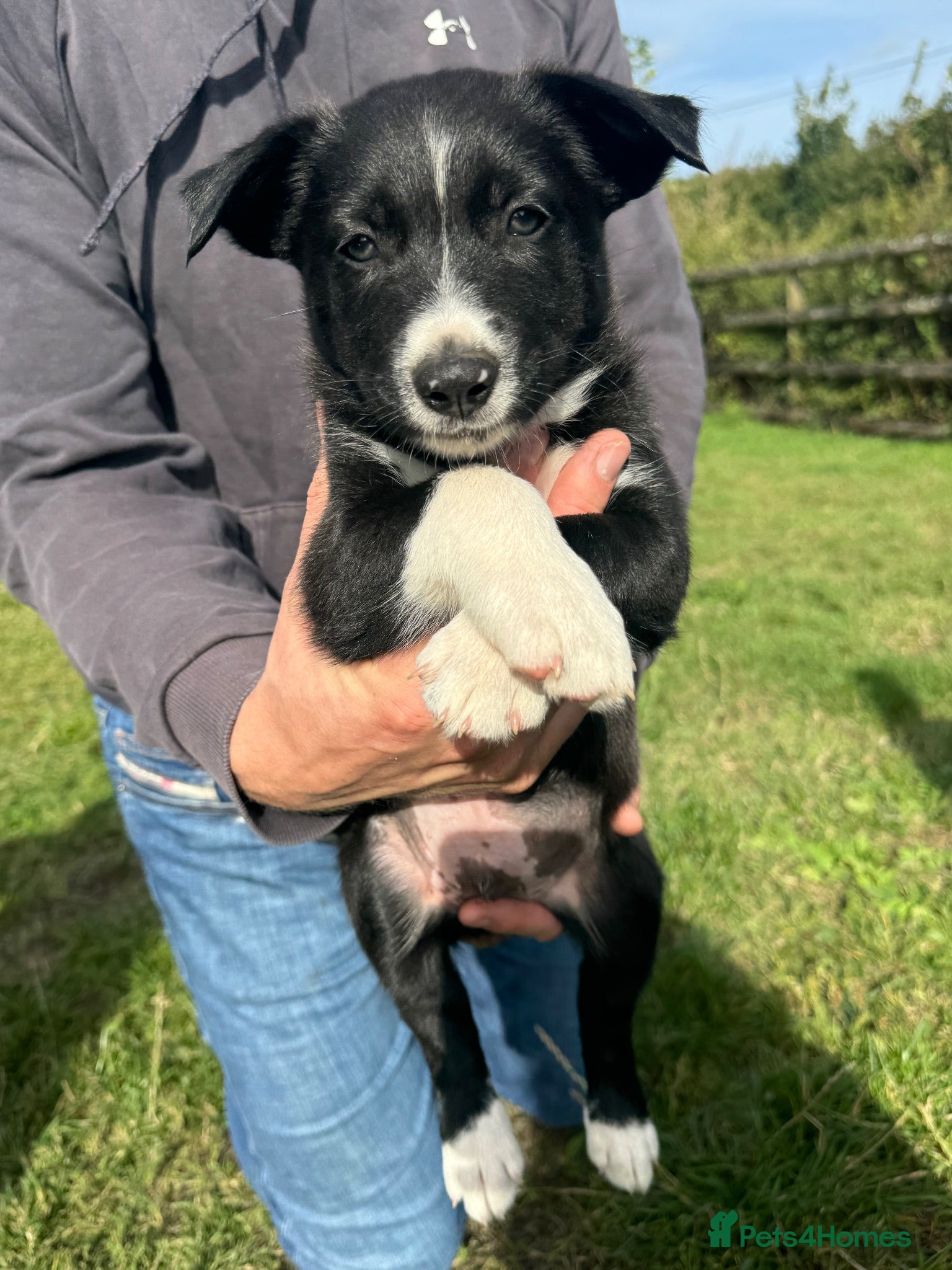 Mixed Breed dogs Collie puppy’s  - Advert 4
