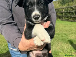 Mixed Breed dogs Collie puppy’s - Advert 4