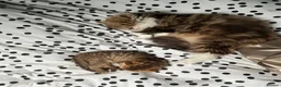 Scottish Fold cats for sale: Adorable Scottish Fold kittens 🐈‍⬛  - Advert 10
