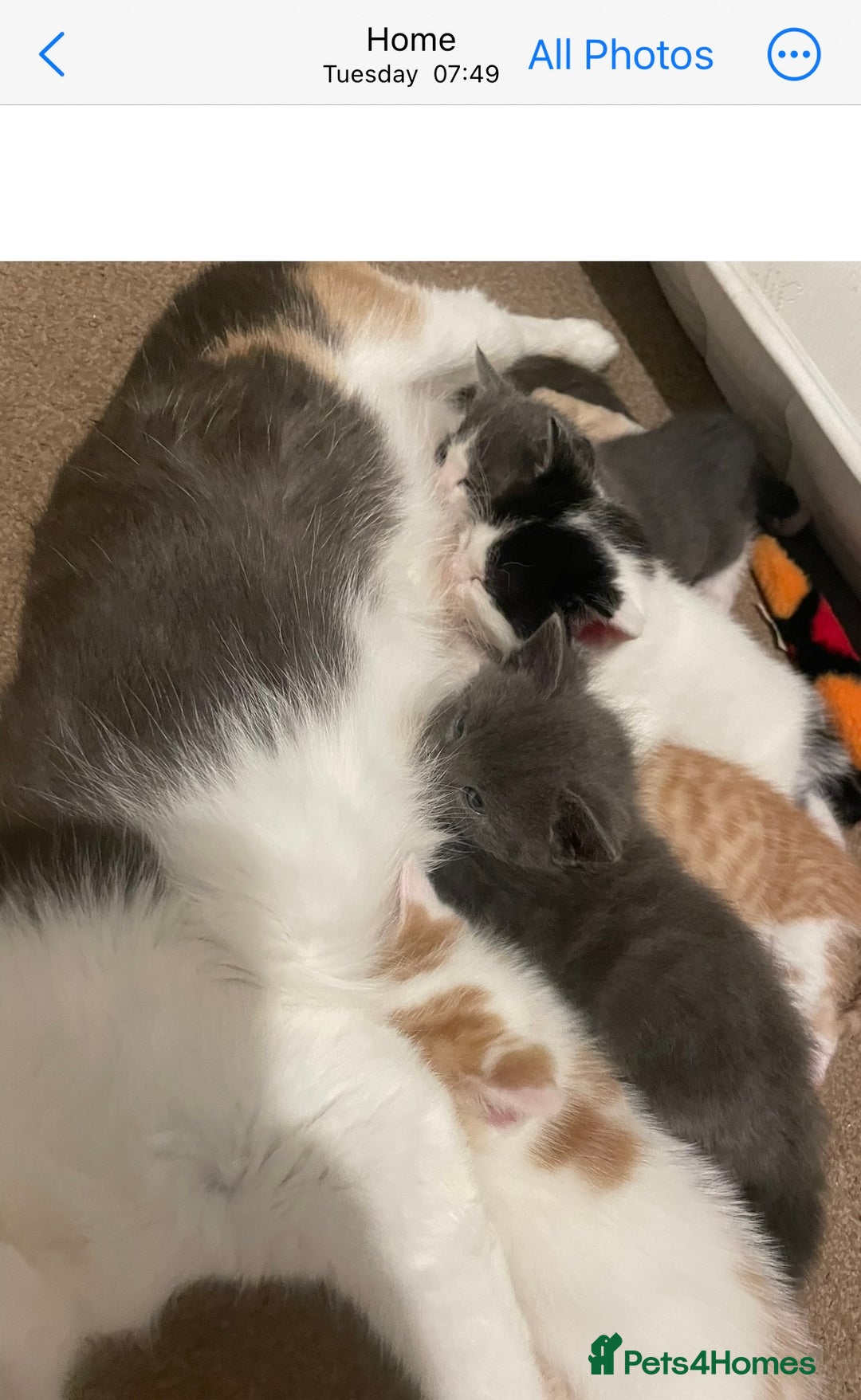 Mixed Breed cats for sale: 5 Beautiful & Friendly kittens for sale  - Advert 33