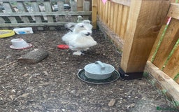 Chickens poultry for sale: Silkie Cockeral - Image 3