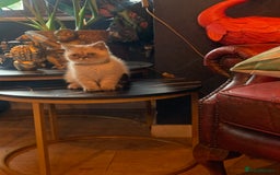Persian cats for sale: Persian cross exotic  - Image 4
