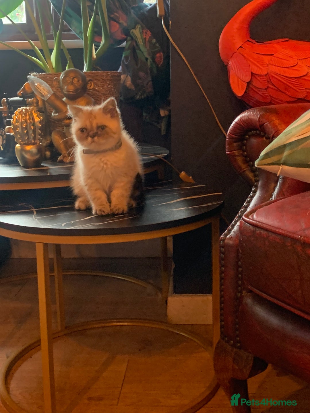 Persian cats for sale: Persian cross exotic  - Image 4