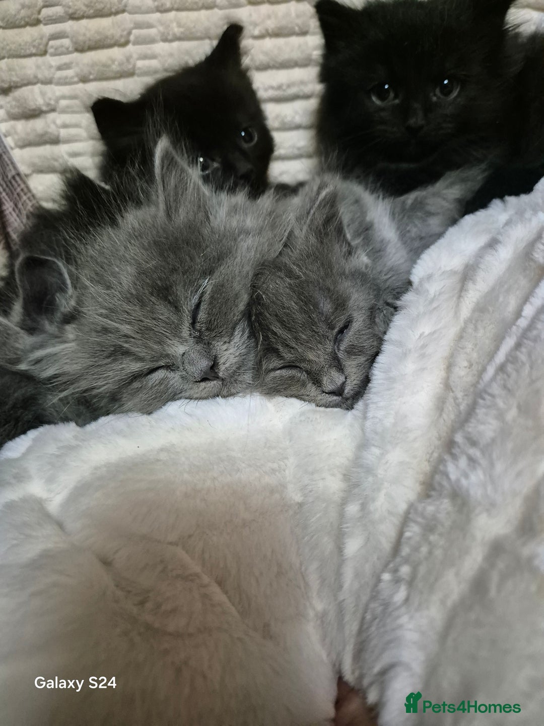 Ragdoll cats for sale: Ragdoll kittens  - Image 31