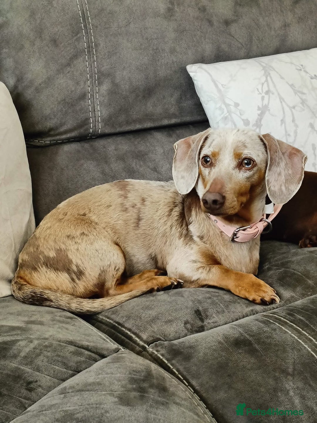 Dachshund dogs for sale: Standard Isabella dapple Lady - Advert 1