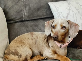 Dachshund dogs Standard Isabella dapple Lady - Advert 1