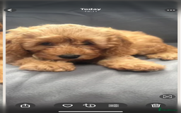 Cavapoo dogs for sale: Cavapoo - Image 1