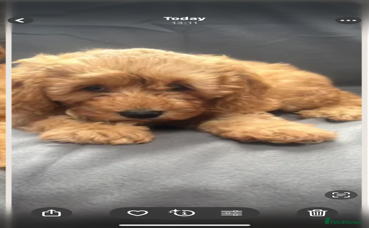 Cavapoo dogs - Advert 1