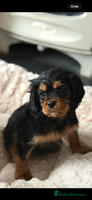 Cavalier King Charles Spaniel dogs Cavalier King Charles pups - Advert 10