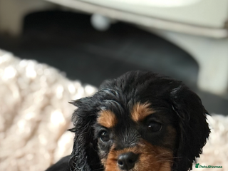 Cavalier King Charles Spaniel dogs - Advert 1