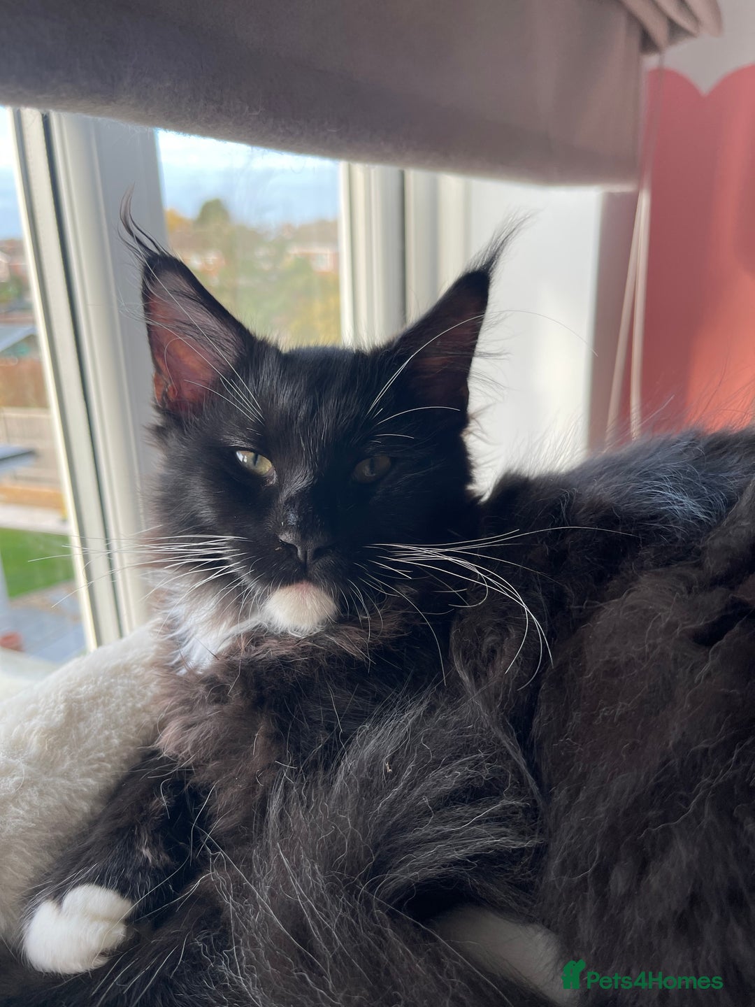 Maine Coon cats for sale: Mainecoons  - Advert 3