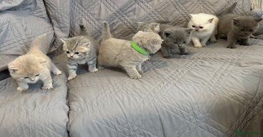 British Shorthair cats - Advert 2
