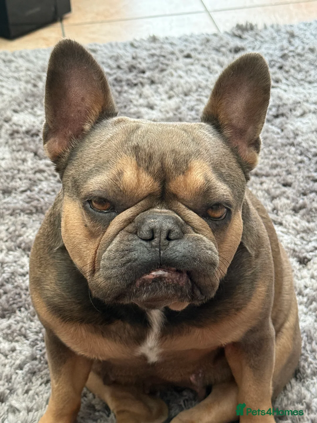 French Bulldog dogs for sale: Loving French Bulldog - Advert 2