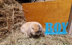Mini Lop rabbits for sale: Purebred Mini Lop Babies in Bury - Image 2