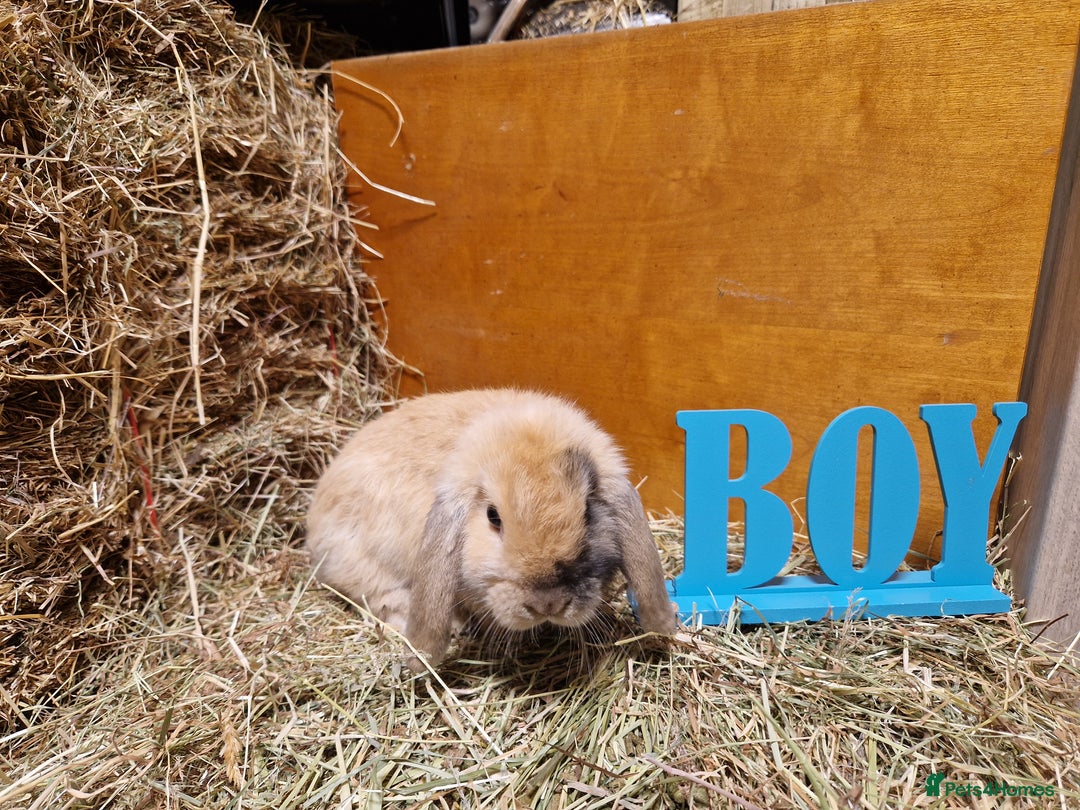 Mini Lop rabbits for sale: Purebred Mini Lop Babies in Bury - Image 2
