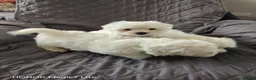 Maltese dogs for sale: Pure❤️ Maltese❤️puppies❤️  - Advert 8