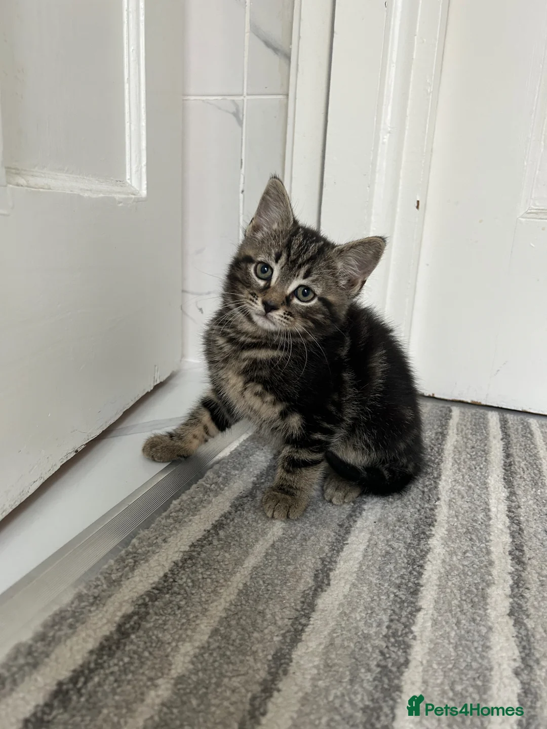Norwegian Forest Cat cats for sale:     Four Adorable Kittens - Advert 2
