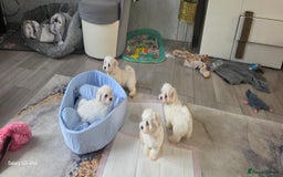 Maltese dogs for sale: Lovely Maltese Puppies - Image 16