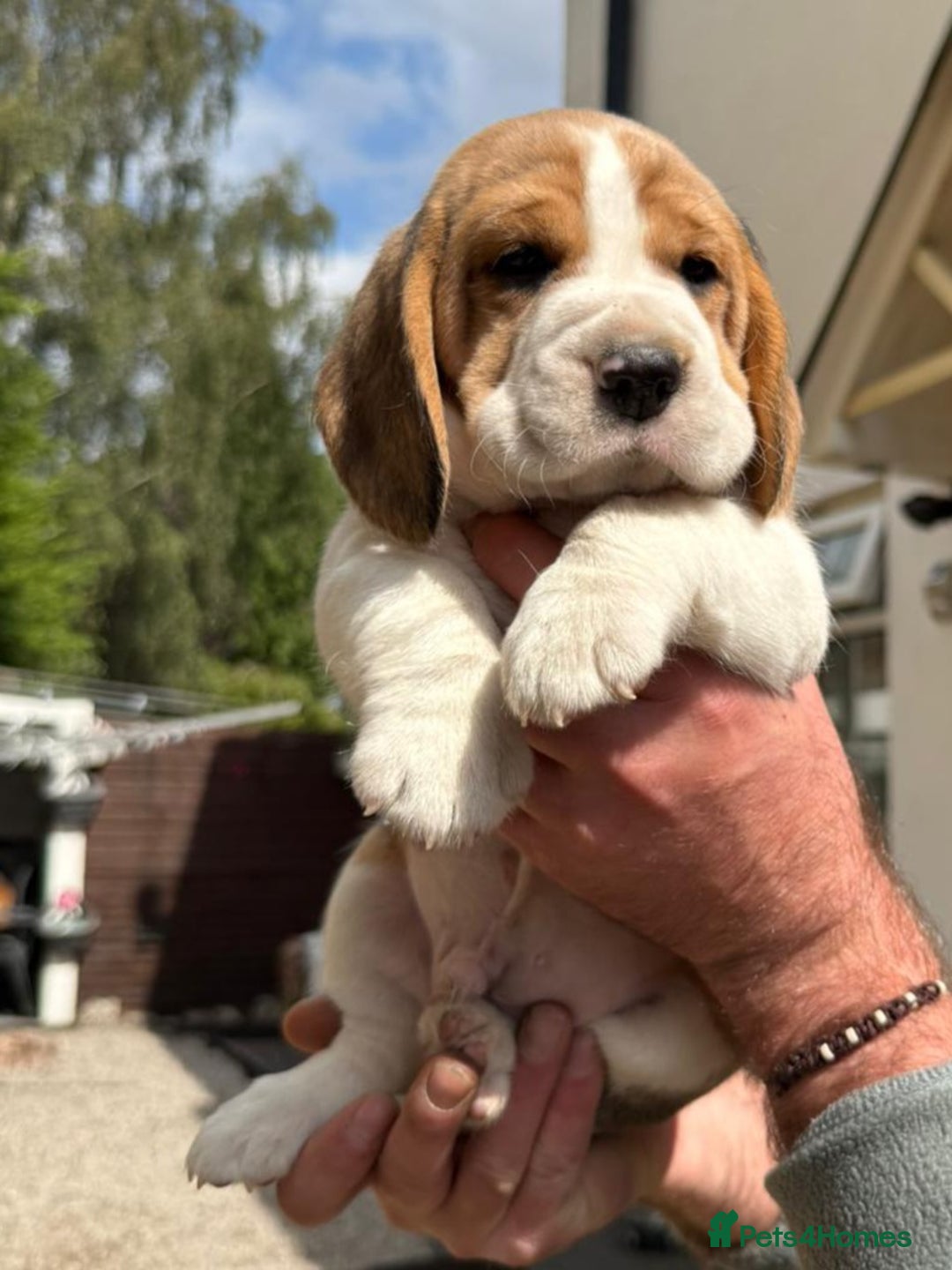 Beagle dogs for sale: Beagle puppies ready soon💕 - Image 18