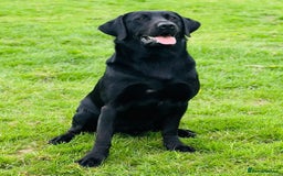 Labrador Retriever dogs for sale: Absolutely exquisite black Labrador family pet  - Image 1