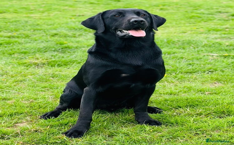 Labrador Retriever dogs - Advert 5
