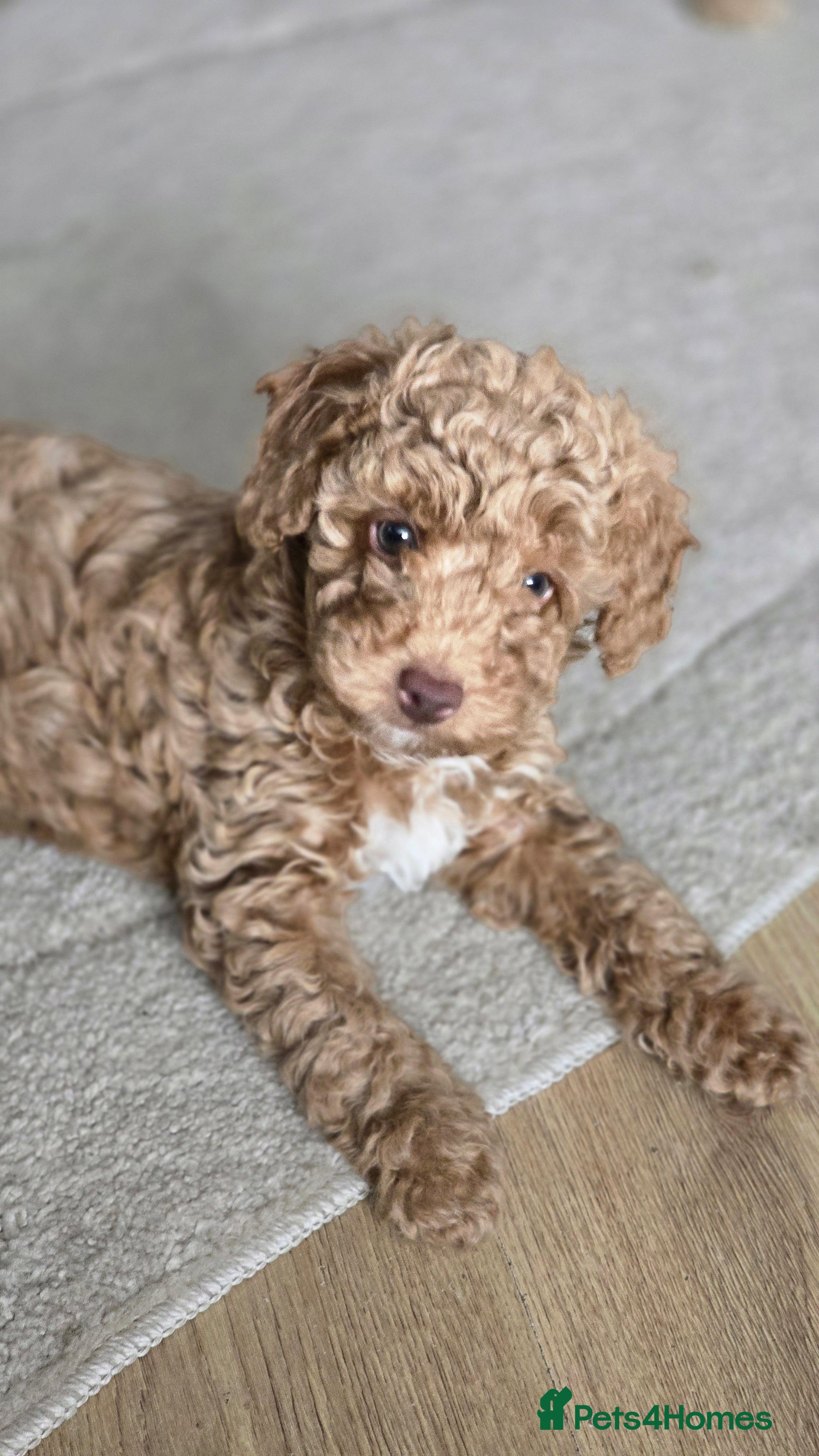 Toy Poodle dogs 🐶🐾Toy Poodle Puppies 🐾🐶 - Advert 4
