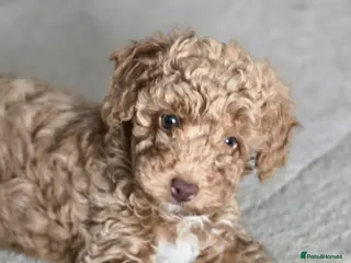 Toy Poodle dogs 🐶🐾Toy Poodle Puppies 🐾🐶 - Advert 4
