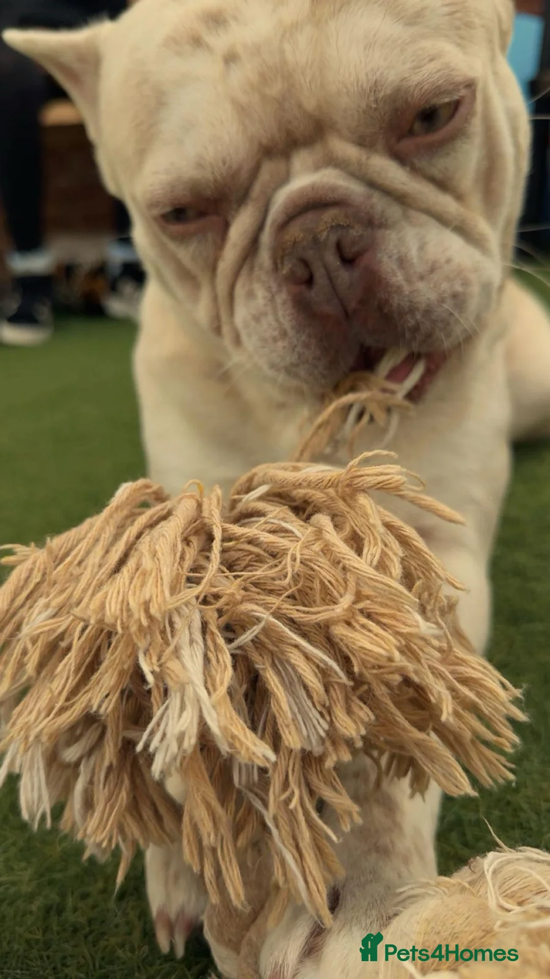 French Bulldog dogs for sale: Female french bulldog - Advert 2