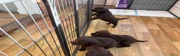 Labrador Retriever dogs for sale: Beautiful Chocolate Labrador Puppies - 09/03/2026 - Advert 18