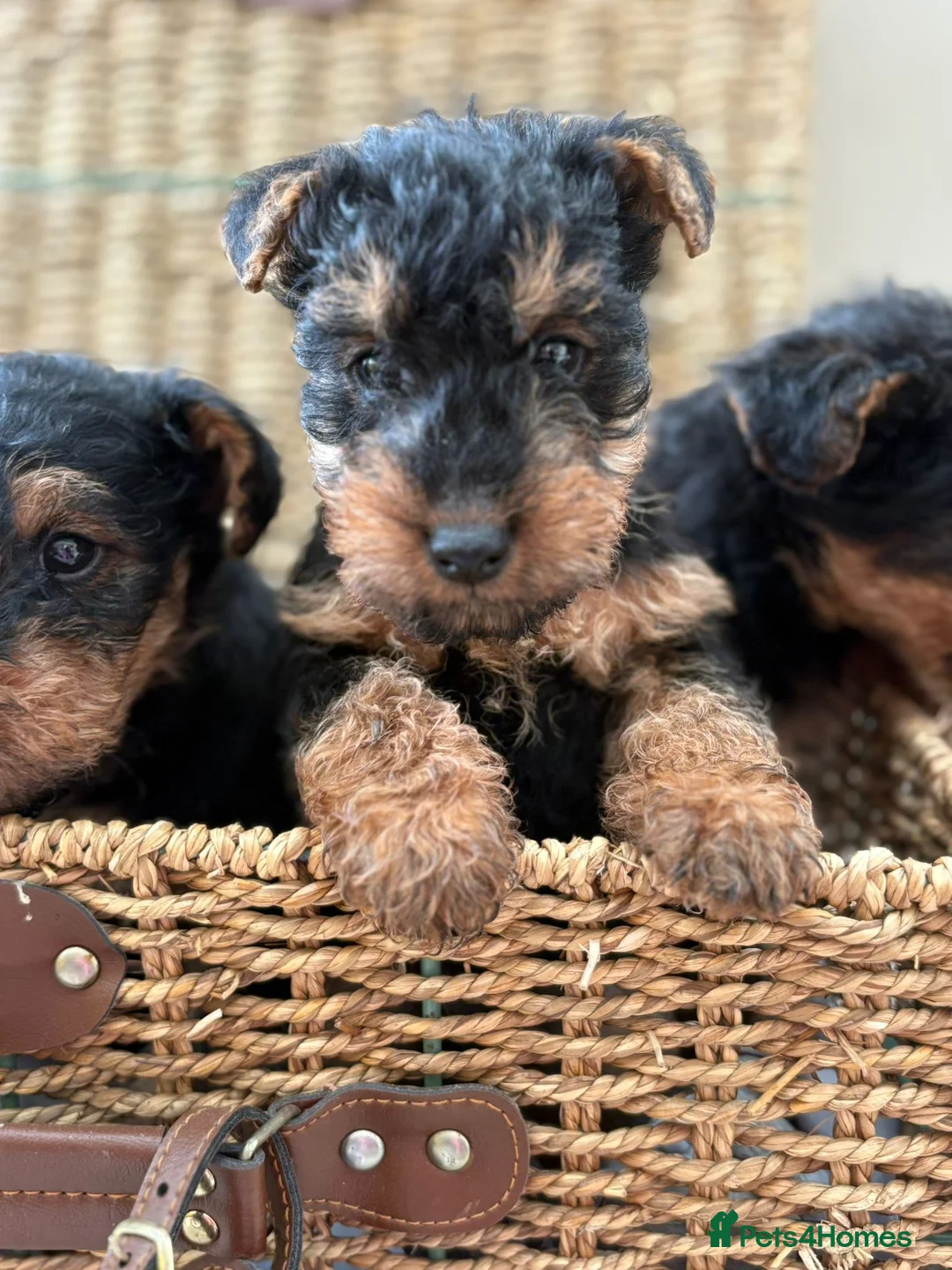 Welsh Terrier dogs for sale: Welsh terriers excellent pedigree  - Advert 6