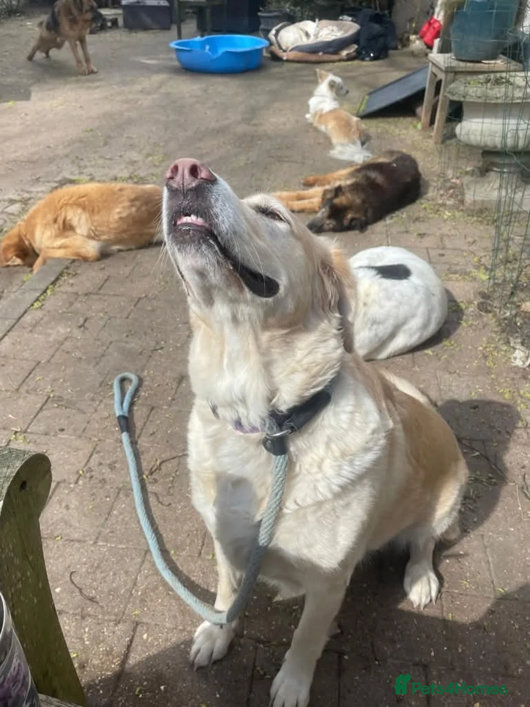 Mixed Breed dogs for adoption: Meet Honey,  currently residing in Guilford  in Guildford - Advert 5