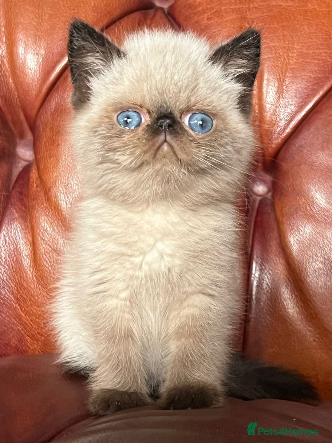Exotic cats for sale: Last Remaining Exotic Shorthair Boy - Image 3