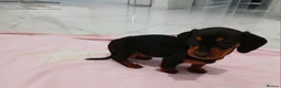 Miniature Dachshund dogs for sale: Miniature dachshund puppy's  - Advert 14
