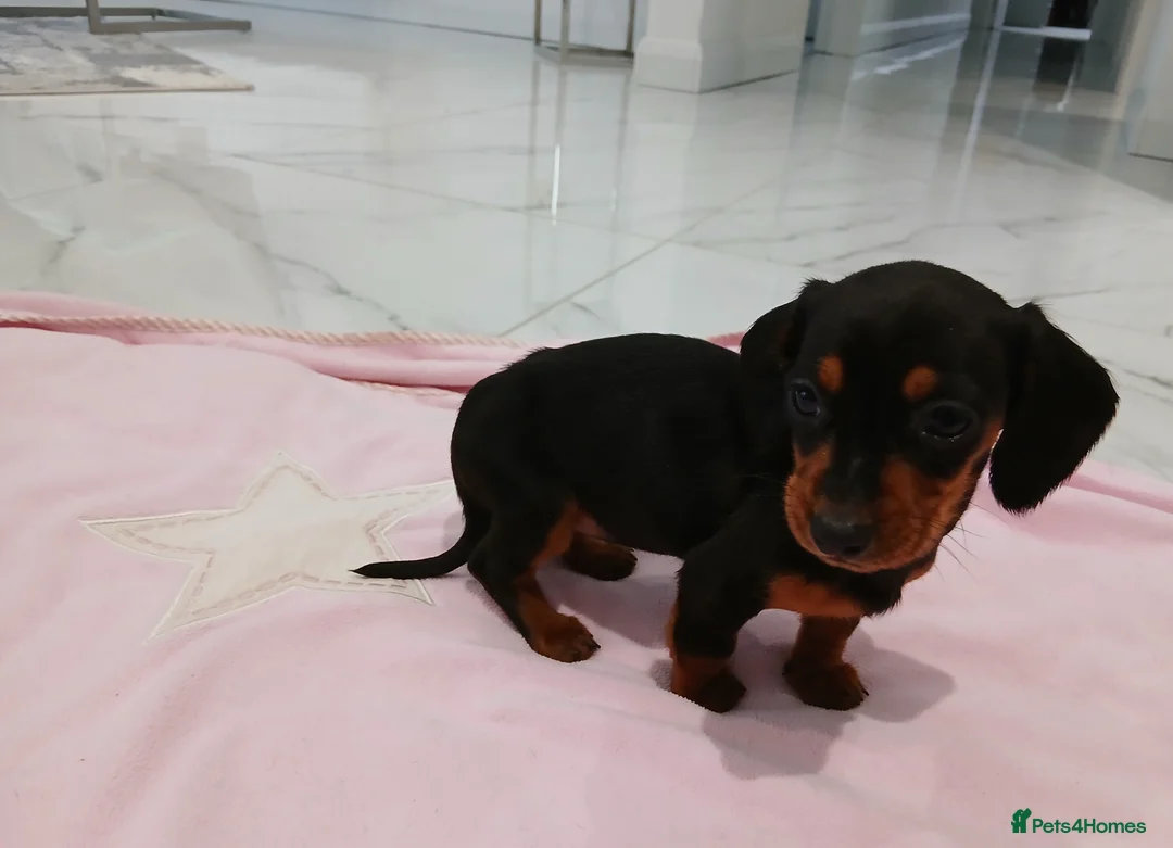 Miniature Dachshund dogs for sale: Miniature dachshund puppy's  - Advert 14