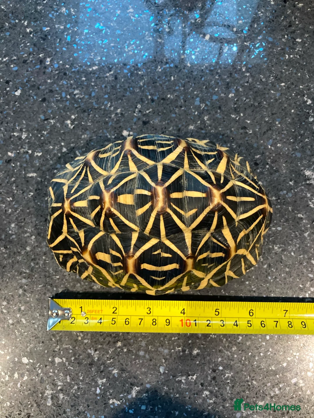 Tortoise reptiles for sale: Indian star tortoise  - Advert 1