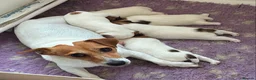 Jack Russell dogs for sale: Gorgeous litter of K.C.Registered Jack Russell's - Advert 6