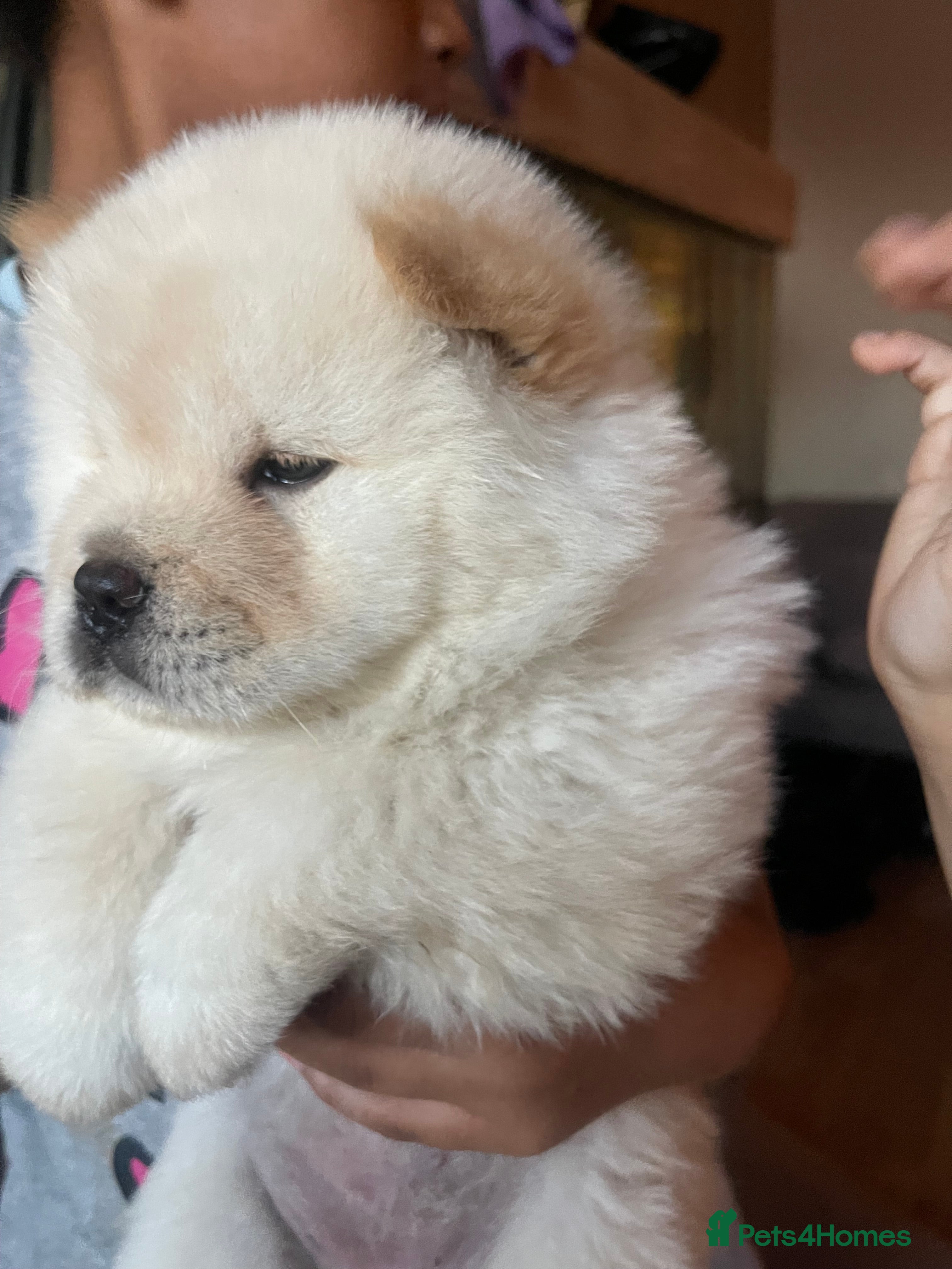Chow Chow dogs Beautiful 11 Week Old Male Chow Chow KC Registered - Advert 12