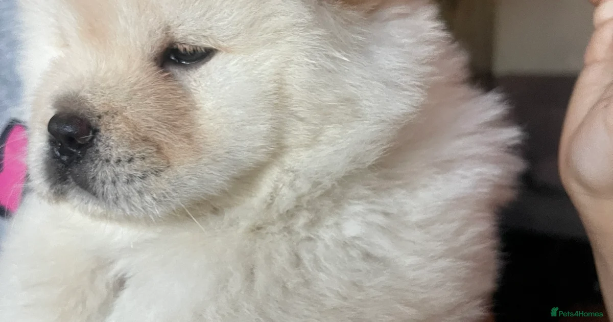 Chow Chow Puppies For Sale Pets4Homes chow-chow-puppies-for-sale-pets4homes