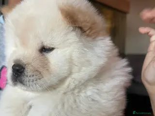 Chow Chow dogs Beautiful 11 Week Old Male Chow Chow KC Registered - Advert 1