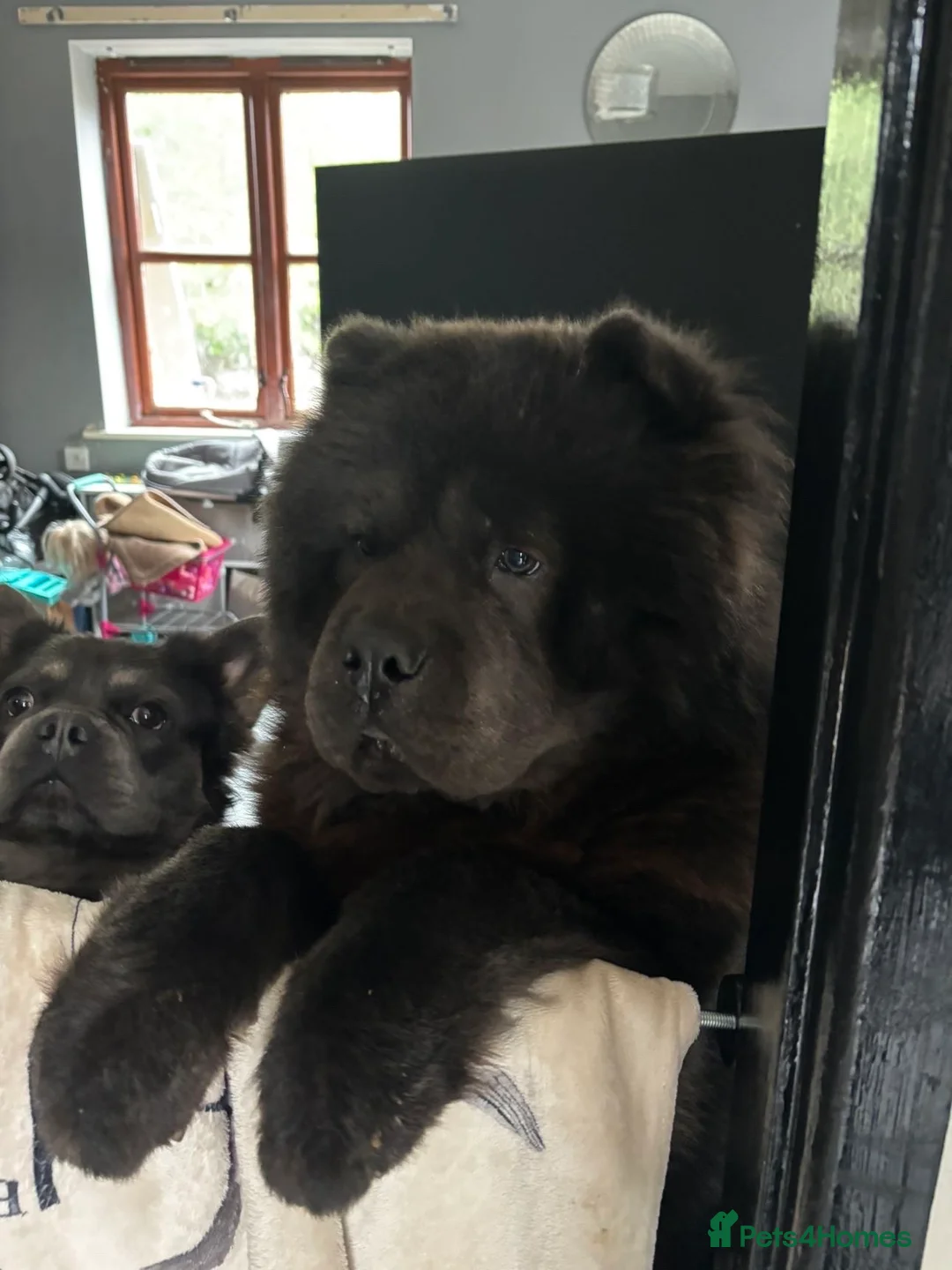 Chow Chow dogs for sale: Chow chow  - Advert 2