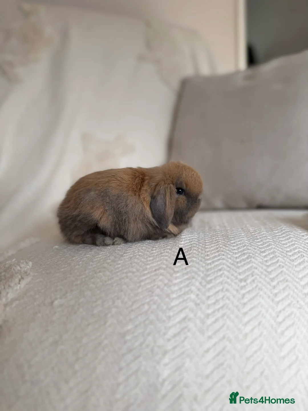 Mini Lop rabbits for sale: Sooty fawn Mini lops - Advert 1