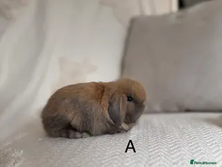 Mini Lop rabbits Sooty fawn Mini lop - Advert 1