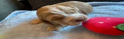 Cocker Spaniel dogs for sale: Litter of 5 - Advert 7