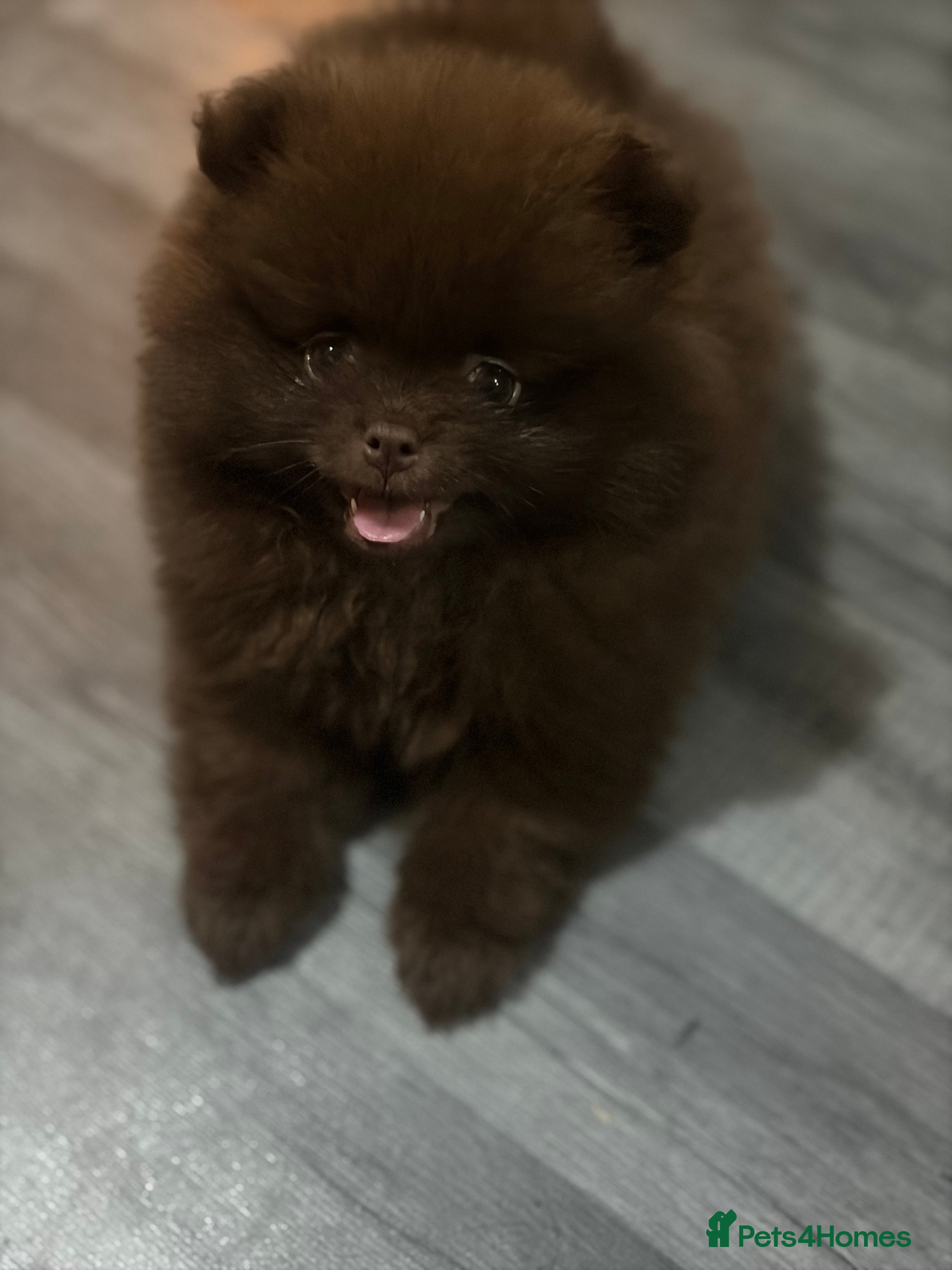 Pomeranian dogs One left amazing teddy bear face puppy  **  🐻🐻🐻 - Advert 16