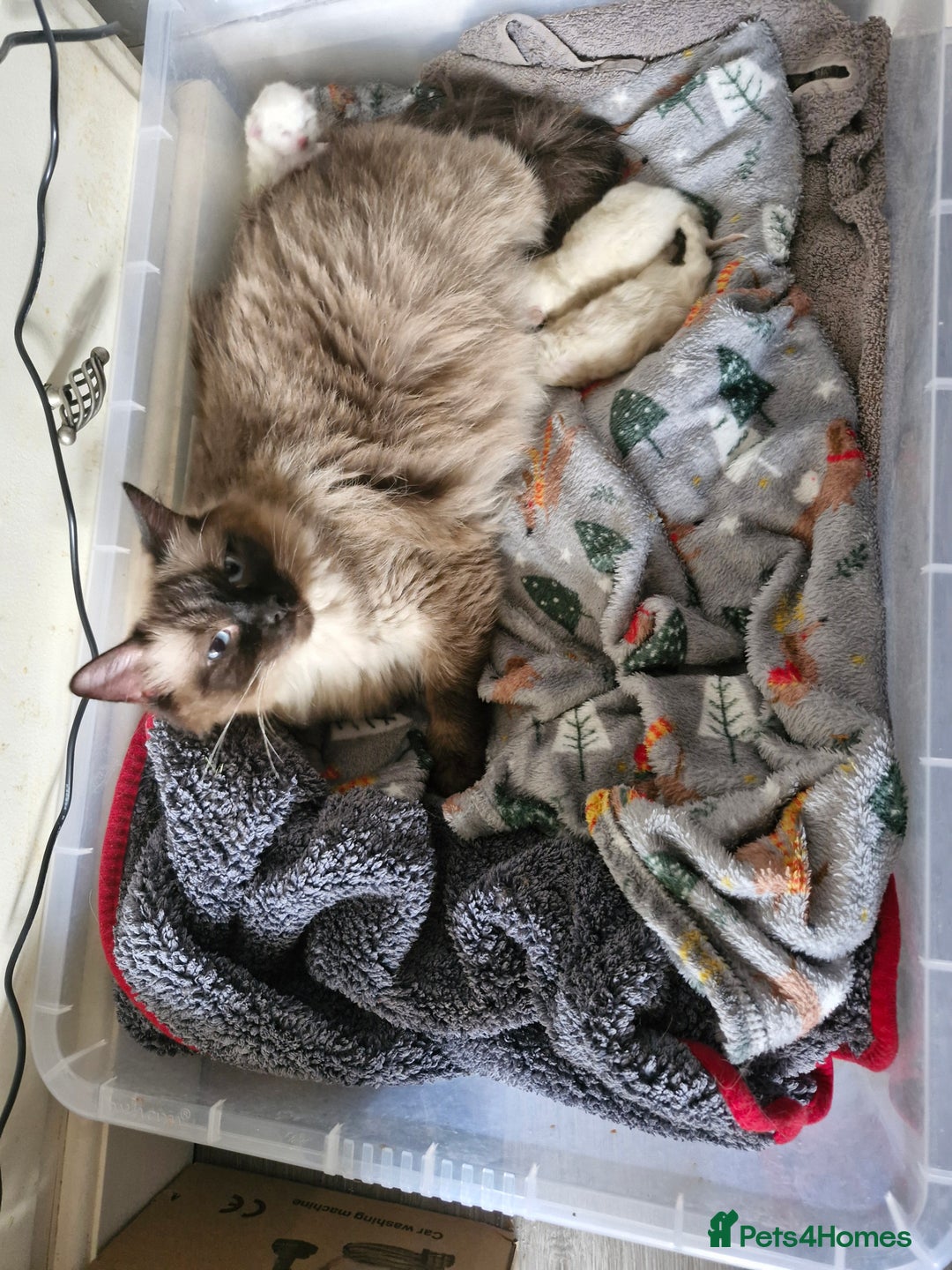 Ragdoll cats for sale: Ragdoll kittens for sale - Image 12