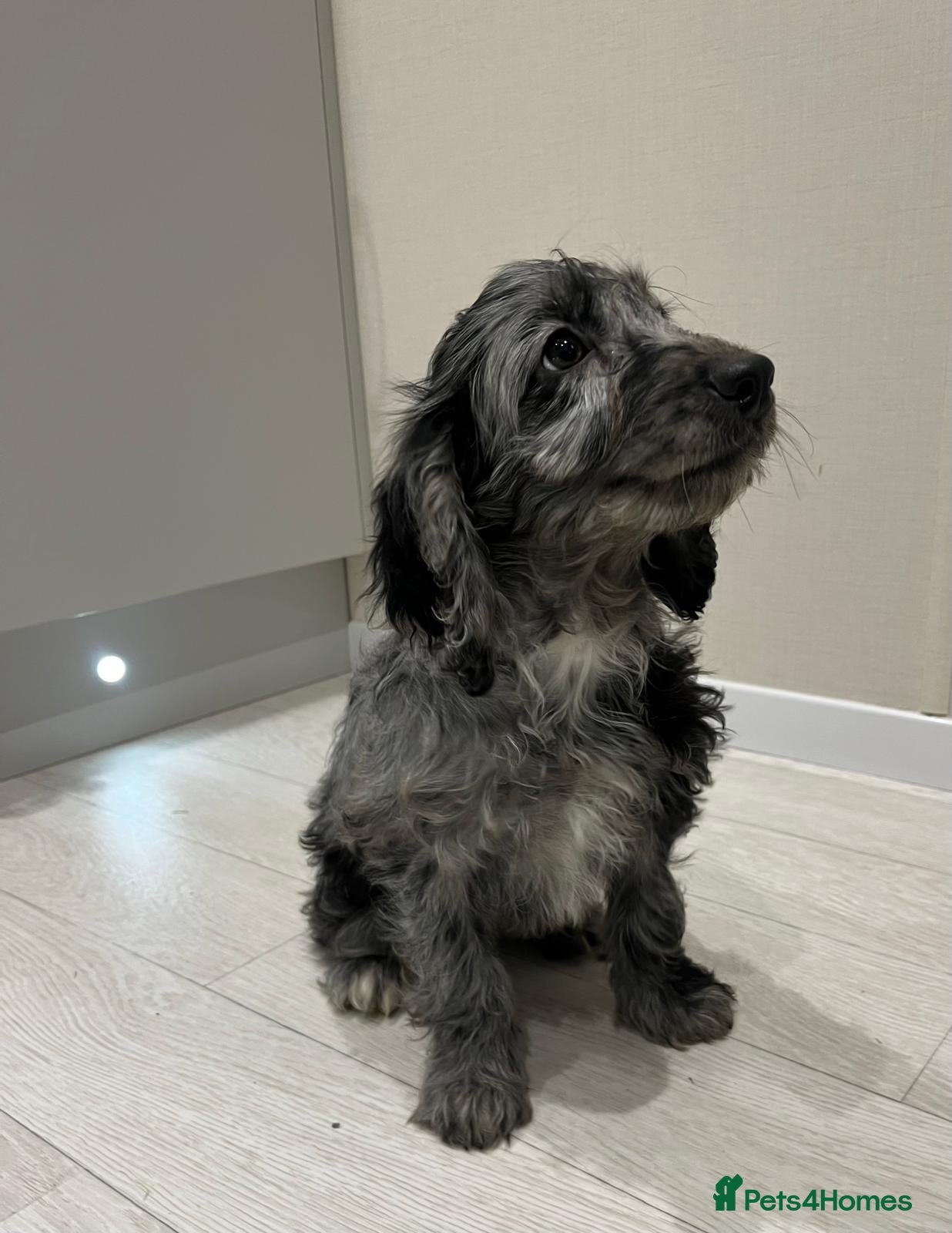 Cockapoo dogs Ready now unusual all types of colours - Advert 9