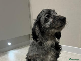 Cockapoo dogs Ready now unusual all types of colours - Advert 9