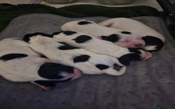 Mixed Breed dogs for sale: Cocker/collie mix puppys - Image 8