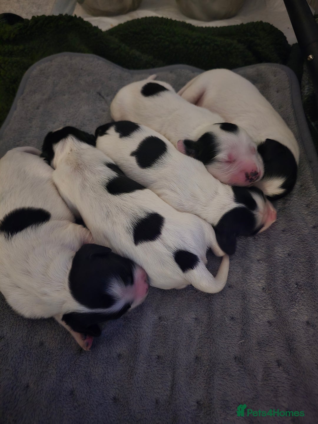 Mixed Breed dogs for sale: Cocker/collie mix puppys - Image 8