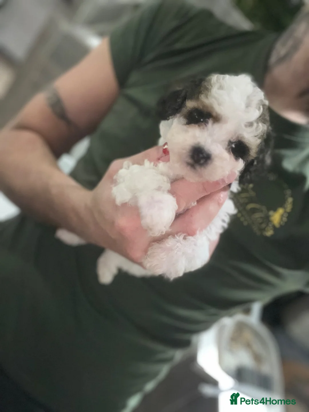 Cavapoo dogs for sale: Stunning Cavapoo puppies  - Advert 7